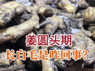 姜圆头期长白毛是咋回事？ ()