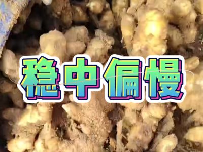 11月20日 安丘黑埠子（稳中偏慢） ()