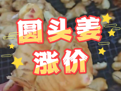 11月20日 生姜价格行情（圆头姜涨价） ()