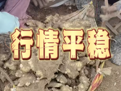 11月21日 安丘黑埠子（行情平稳） ()