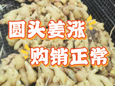 11月21日 生姜价格行情（圆头姜涨购销正常） ()