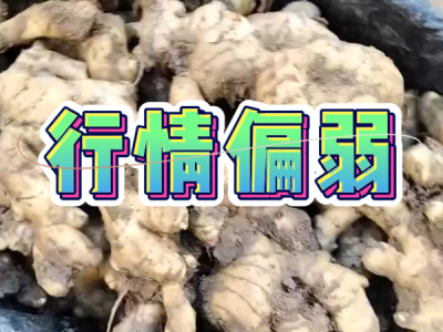 11月22日 安丘黑埠子（行情偏弱） ()