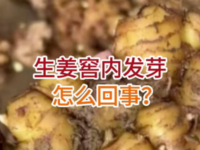 生姜窖内发芽怎么回事？ ()