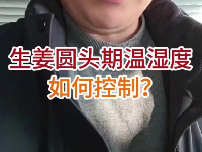 生姜圆头期温湿度如何控制？ ()