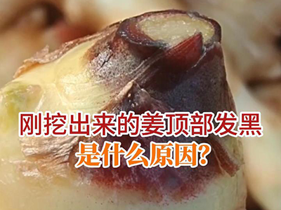 刚挖出来的姜顶部发黑是什么原因？ ()