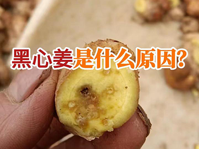 黑心姜是什么原因？ ()