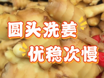 11月24日 生姜价格行情（圆头姜优稳次慢） ()