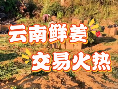 11月26日 生姜价格行情（云南鲜姜交易火热） ()