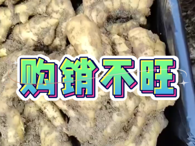 11月26日 安丘黑埠子（购销不旺） ()