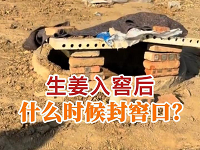 生姜入窖后什么时候封窖口？ ()