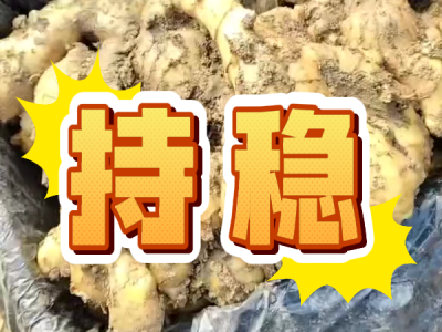 11月27日 安丘黑埠子（持稳） ()