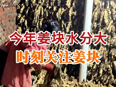 今年姜块水分大时刻关注姜块 ()