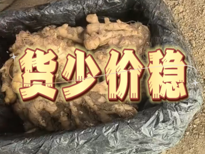 11月28日 安丘黑埠子（货少价稳） ()