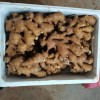 山东圆头新姜价格，大黄姜，二黄姜，小黄姜批发，姜母