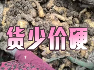12月2日 安丘黑埠子（货少价硬） ()