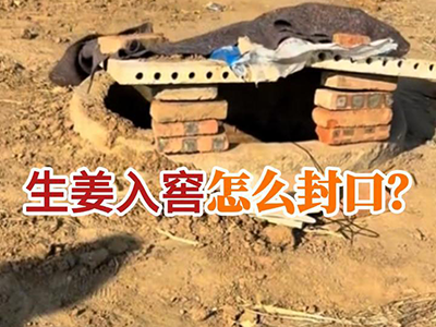 生姜入窖怎么封口？ ()