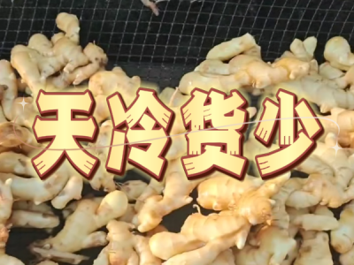 12月3日 生姜价格行情（天冷货少） ()