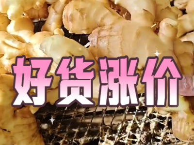 12月4日 生姜价格行情（好货涨价）