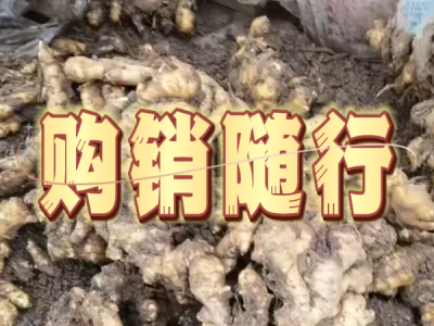 12月5日 安丘黑埠子（购销随行） ()