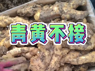 12月8日 安丘黑埠子（青黄不接） ()