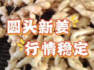 12月8日 生姜价格行情（圆头新姜行情稳定） ()