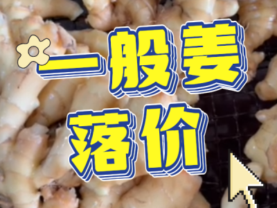 12月9日 生姜价格行情（一般姜落价） ()