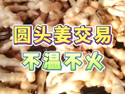 12月10日 生姜价格行情（圆头姜交易不温不火） ()