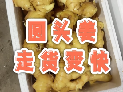 12月11日 生姜价格行情（圆头姜走货变快） ()