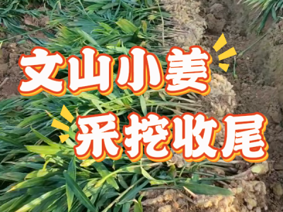 12月17日 生姜价格行情（文山小姜采挖收尾） ()