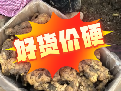 12月18日 安丘黑埠子（好货价硬）