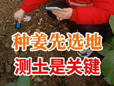 种姜先选地测土是关键
