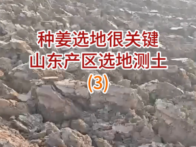 种姜选地很关键--山东产区选地测土