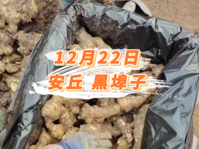 12月22日 安丘黑埠子价格行情 ()