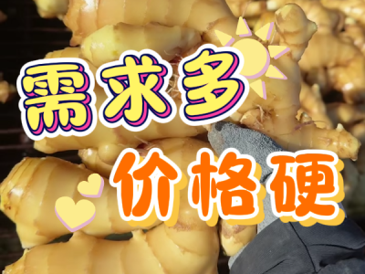12月23日 生姜价格行情（需求多，价格硬） ()