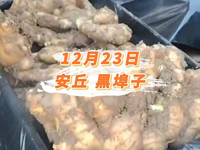 12月23日 安丘黑埠子价格行情 ()