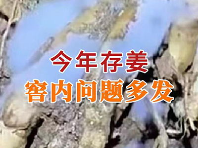 今年存姜 窖内问题多发 ()