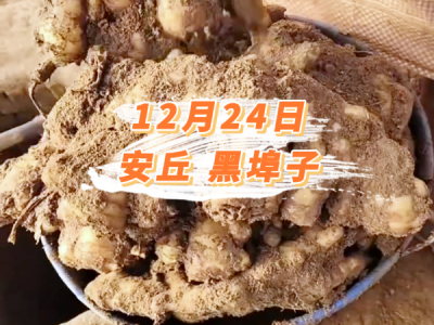 12月24日 安丘黑埠子价格行情 ()