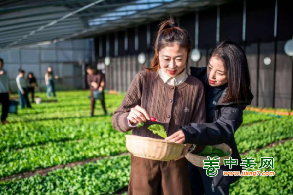 黑龙江双鸭山：鲜嫩蔬菜仲冬上市 ()