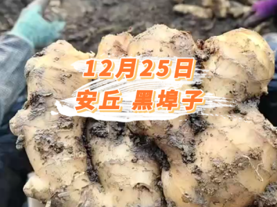 12月25日 安丘黑埠子价格行情 ()