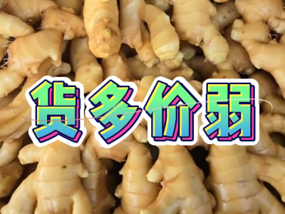 12月25日 生姜价格行情（货多价弱） ()