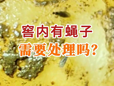 窖内有蝇子需要处理吗？ ()