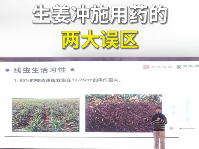 生姜冲施用药的两大误区 ()