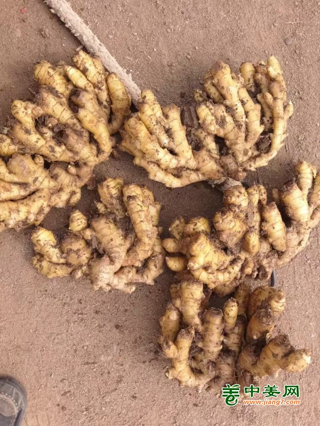 山东生姜产地，小黄姜批发，大黄姜，姜母，姜巴,姜干