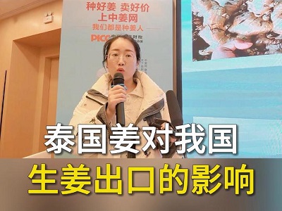 泰国姜对我国生姜出口的影响 ()