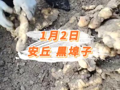 1月2日 安丘黑埠子价格行情 ()