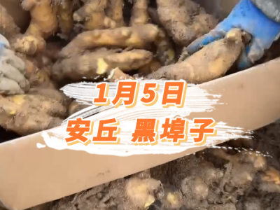 1月5日 安丘黑埠子价格行情 ()