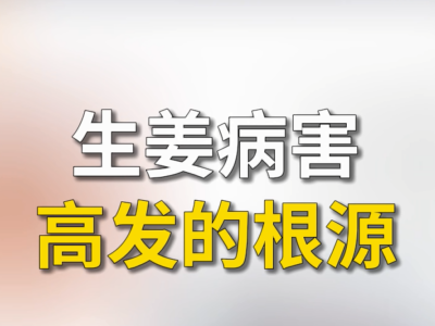 生姜病害高发的根源 ()