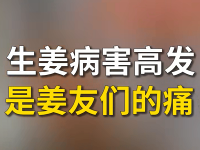 生姜病害高发是姜友们的痛 ()