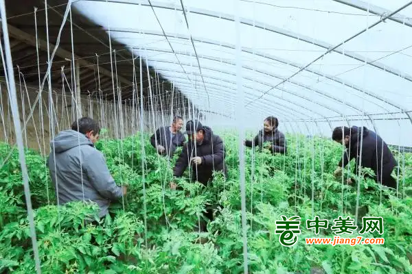 新疆和田大棚蔬菜长势旺 ()