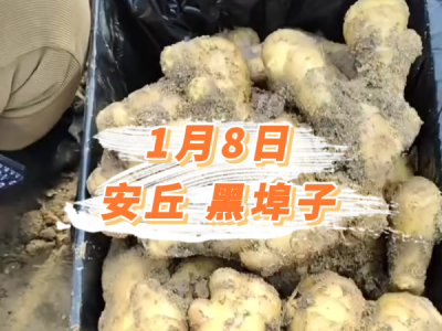 1月8日 安丘黑埠子价格行情 ()
